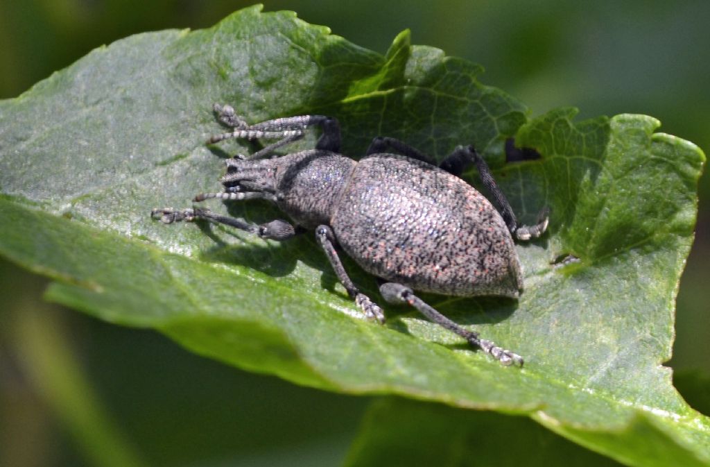 Curculionide id